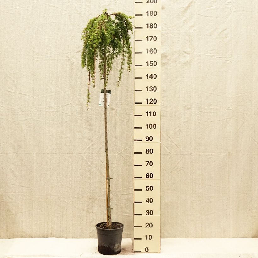 Larix kaempferi Stiff Weeping - Larch 6L/7L potShipped height around 140/160cm sample as delivered in spring