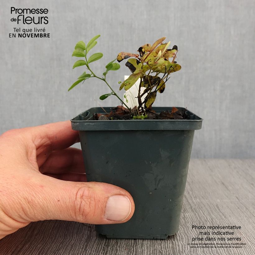 Lathyrus niger 8/9 cm pot sample as delivered in autumn