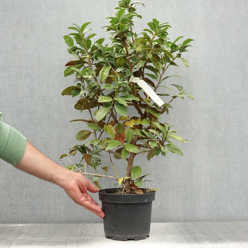 Prunus laurocerasus Ani - Cherry Laurel 3L/4L pot sample as delivered in summer
