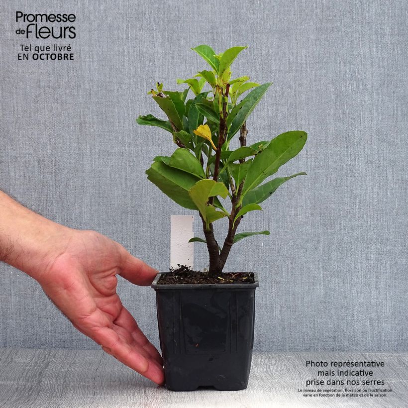 Prunus laurocerasus Caucasica - Caucasian Laurel 1L/1.5L pot sample as delivered in autumn