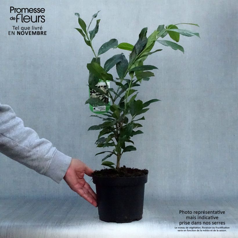 Prunus laurocerasus Caucasica - Caucasian Laurel 3L/4L pot sample as delivered in autumn