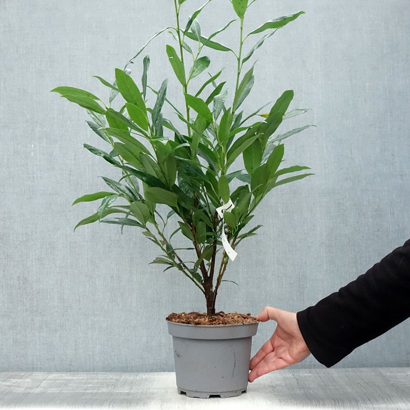 Prunus laurocerasus Elly - Cherry Laurel 3L/4L pot sample as delivered in autumn
