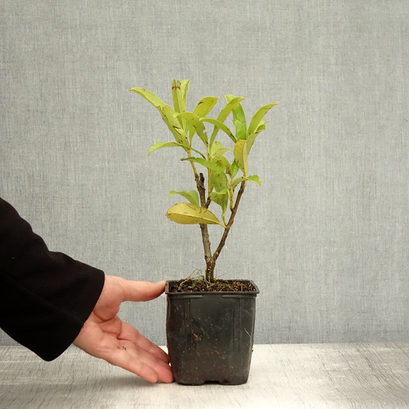 Prunus laurocerasus Fontanettes - Cherry Laurel 8/9 cm pot sample as delivered in autumn