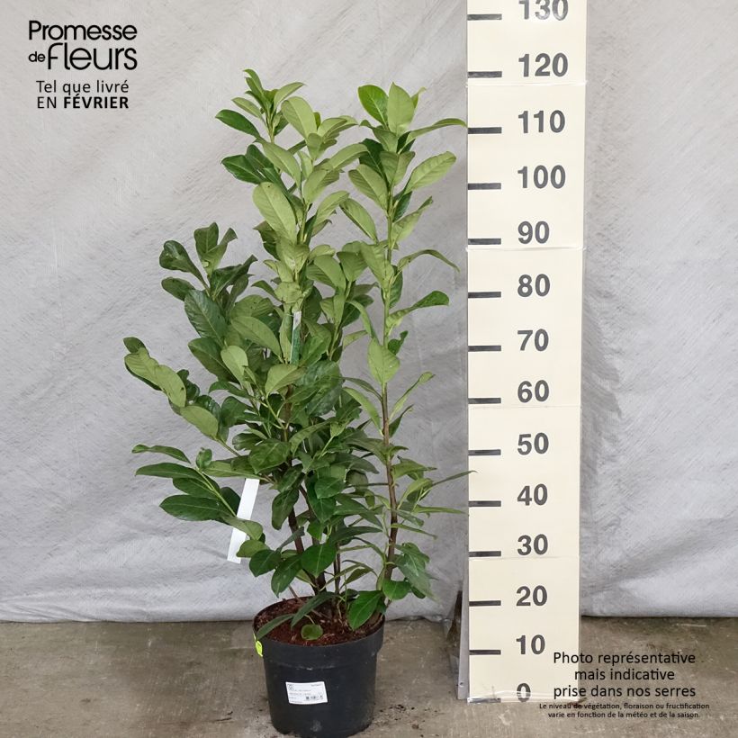 Laurier cerise - Prunus laurocerasus Rotundifolia 80/100cm en pot de 7.5/ 10L sample as delivered in winter