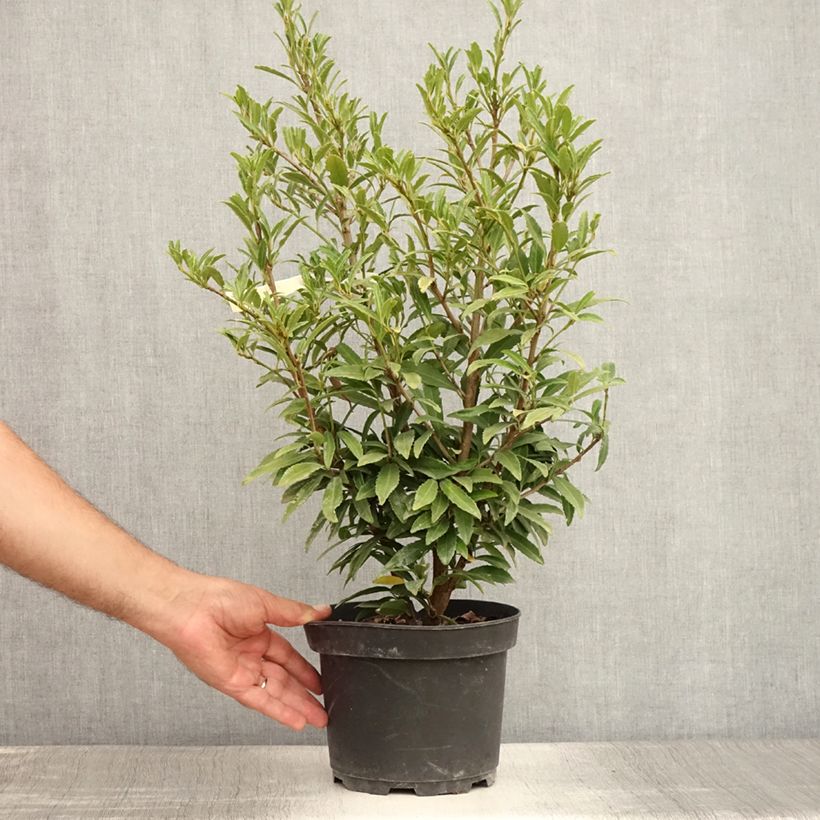 Prunus laurocerasus SOFIA - Cherry Laurel 4L/5L pot sample as delivered in summer
