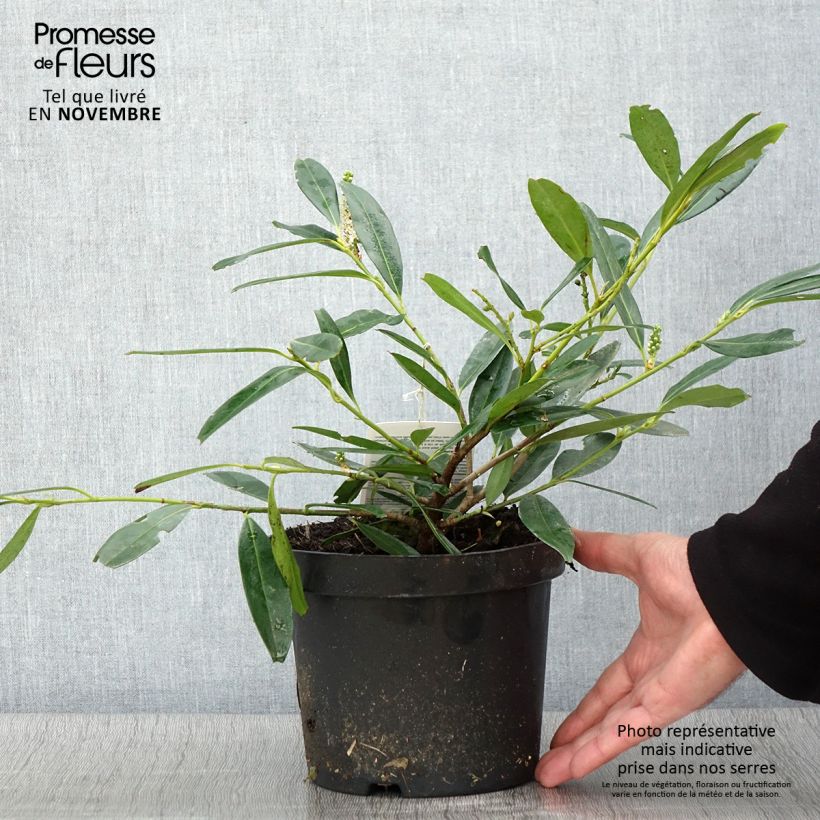 Prunus laurocerasus Zabeliana - Cherry Laurel 2L/3L pot sample as delivered in autumn