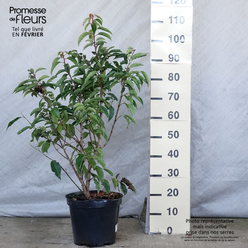 Laurier du Portugal - Prunus lusitanica 80cm+ en pot de 10L sample as delivered in winter