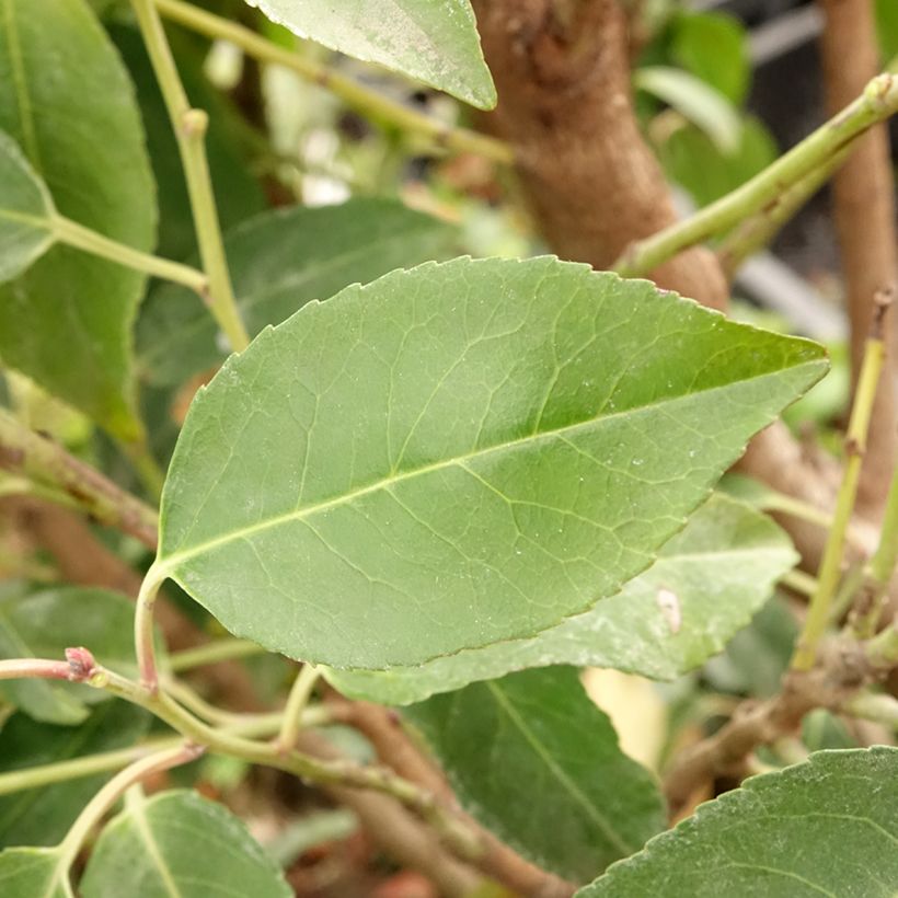 Prunus lusitanica Myrtifolia (Foliage)