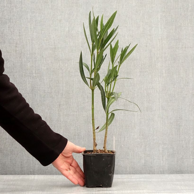 Nerium oleander Caro 10cm/11cm pot sample as delivered in winter