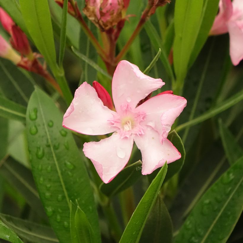 Nerium oleander Emilie (Flowering)