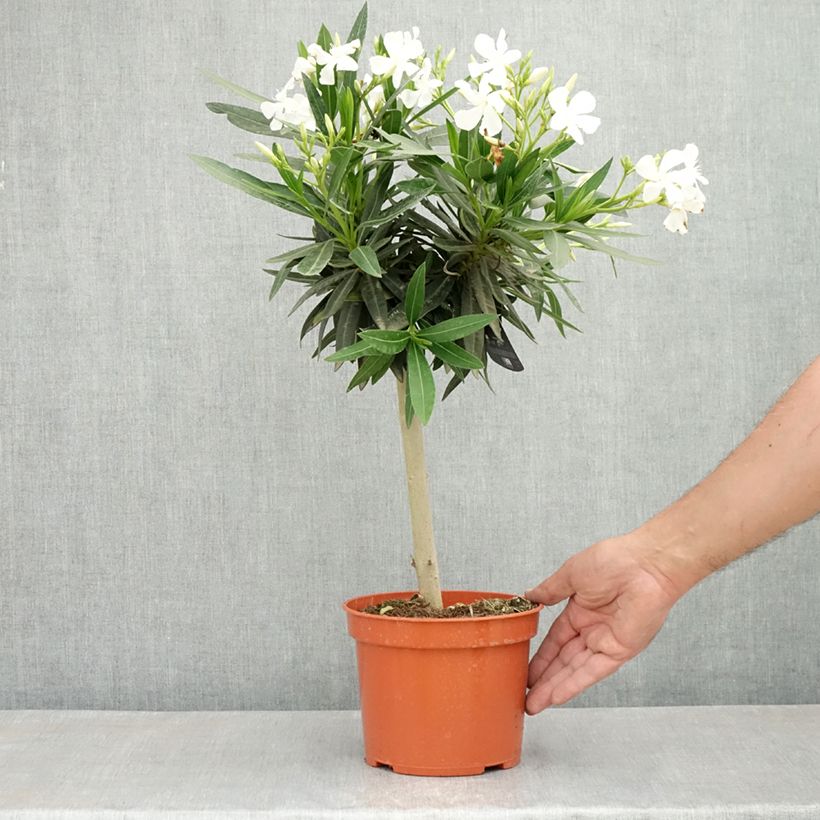 Nerium oleander Blanc 2L/3L potShipped height around 30/35cm sample as delivered in spring