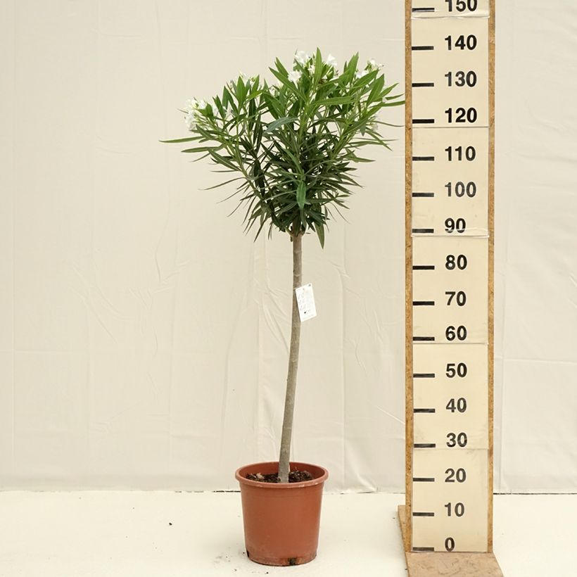 Nerium oleander Blanc 7.5L/10L potShipped height around 65/70cm sample as delivered in spring