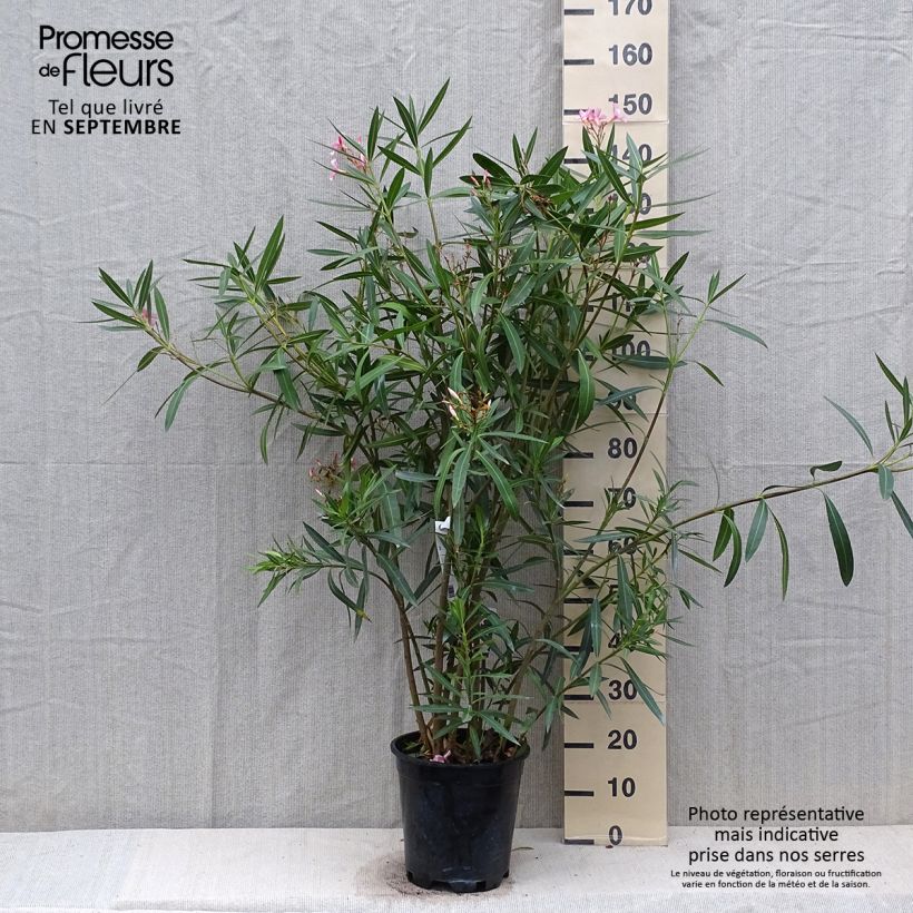 Laurier rose - Nerium oleander Rose pot de 7L sample as delivered in autumn