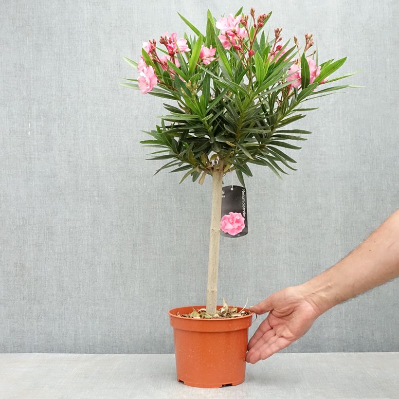 Nerium oleander - Rose Bay 2L/3L potShipped height around 30/35cm sample as delivered in spring