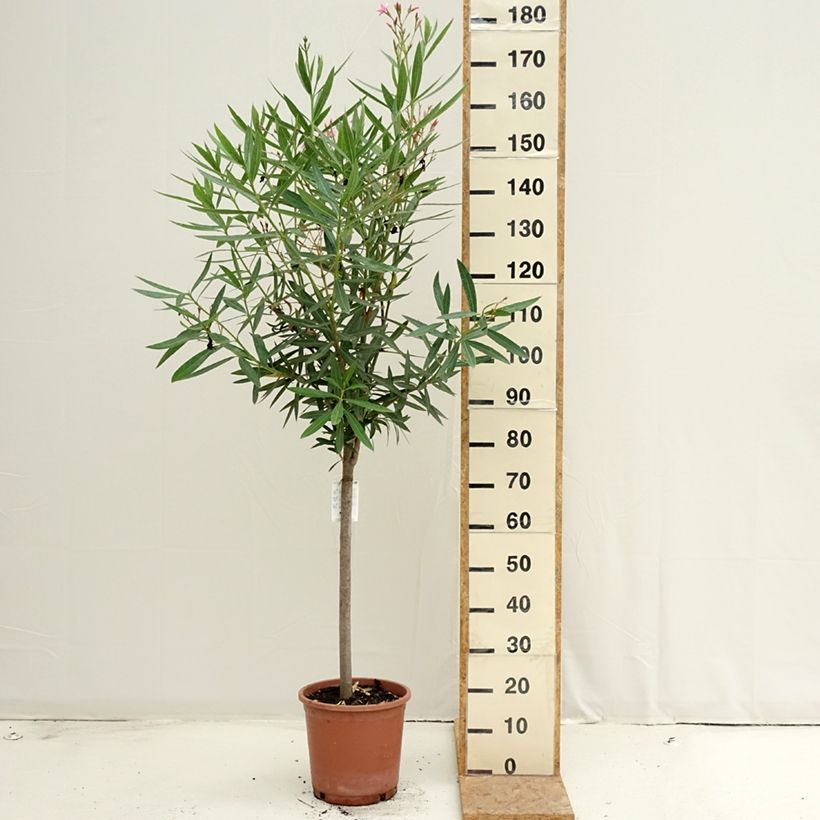 Nerium oleander - Rose Bay 7.5L/10L pot sample as delivered in summer