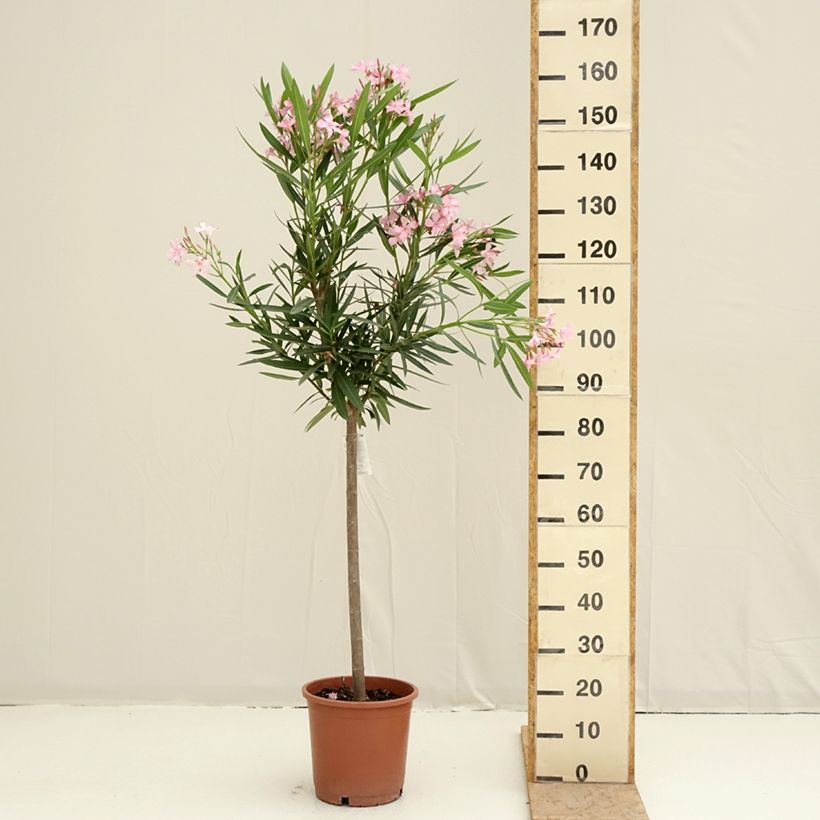 Nerium oleander - Rose Bay 7.5L/10L potShipped height around 65/70cm sample as delivered in spring