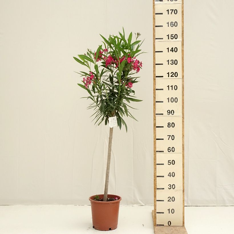 Rose Bay - Nerium oleander Red Single 2L/3L potShipped height around 30/35cm sample as delivered in spring