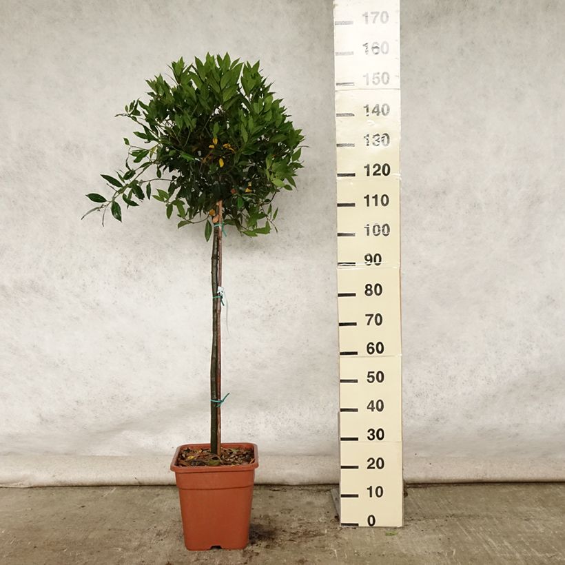 Laurus nobilis - Bay Laurel 7.5L/10L pot sample as delivered in summer