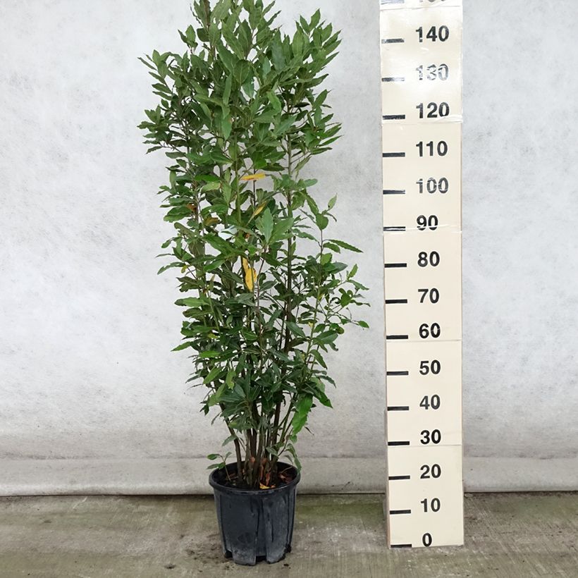 Laurus nobilis - Bay Laurel 7.5L/10L pot sample as delivered in summer