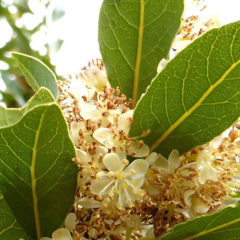 Laurus nobilis - Bay Laurel (Flowering)