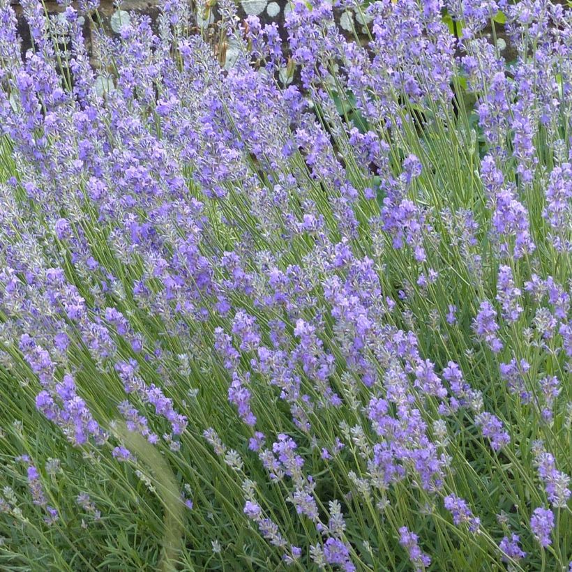 Lavandula angustifolia Munstead - True Lavender (Flowering)