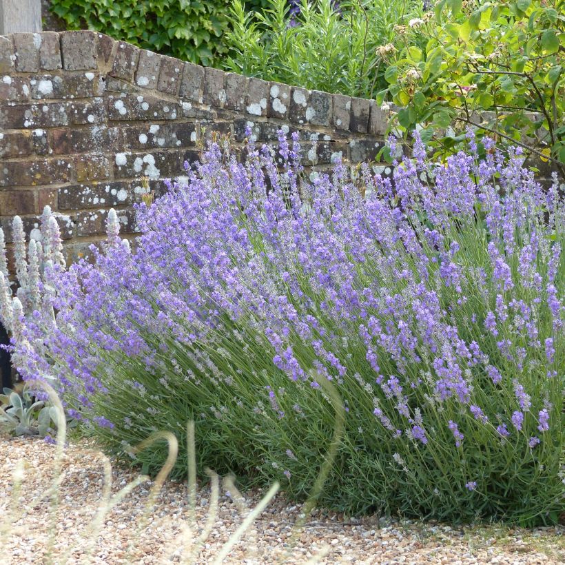 Lavandula angustifolia Munstead - True Lavender (Plant habit)