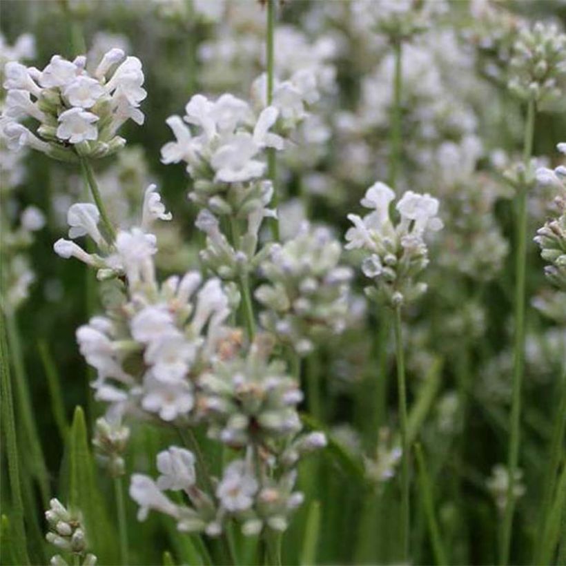 Lavandula angustifolia Arctic Snow - True Lavender (Flowering)