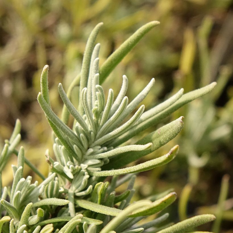 Lavandula angustifolia Arctic Snow - True Lavender (Foliage)