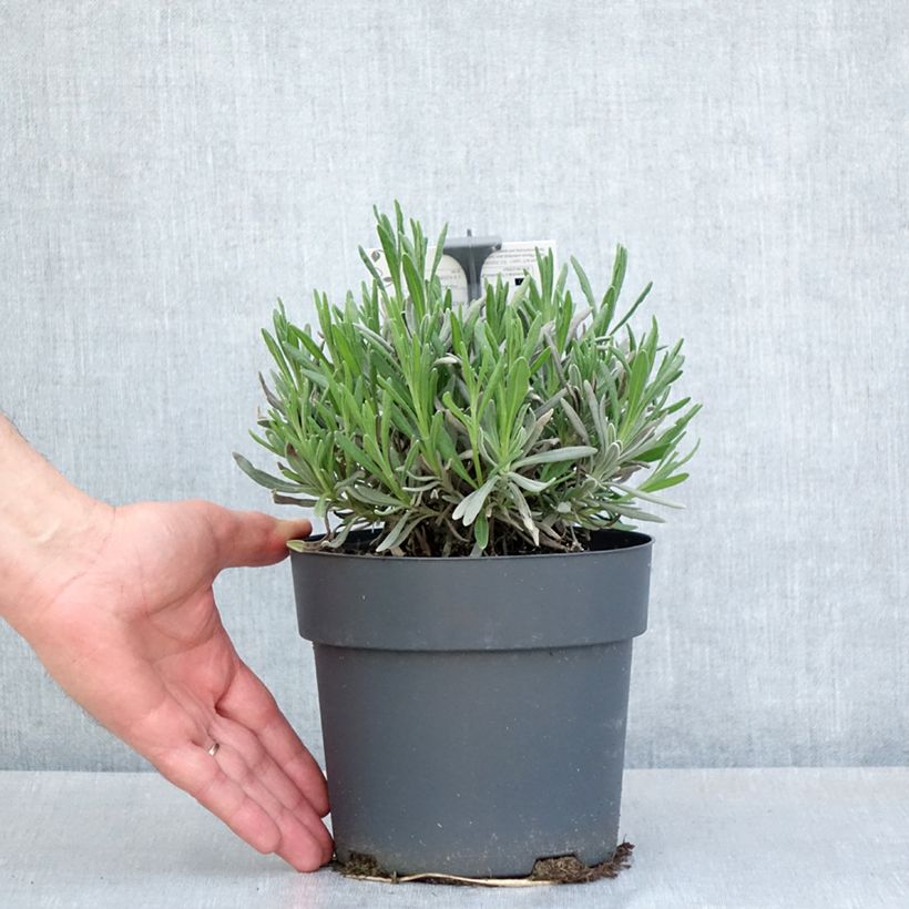 Lavandula intermedia Sensational 2L/3L pot sample as delivered in spring