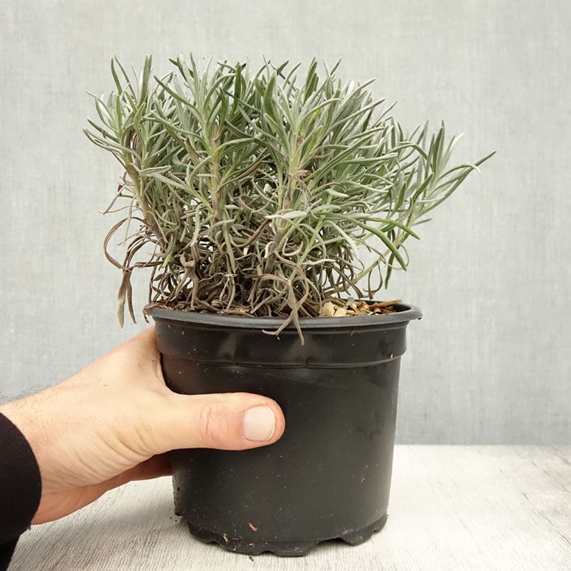Lavandula angustifolia Alba - True Lavender 2L/3L pot sample as delivered in autumn