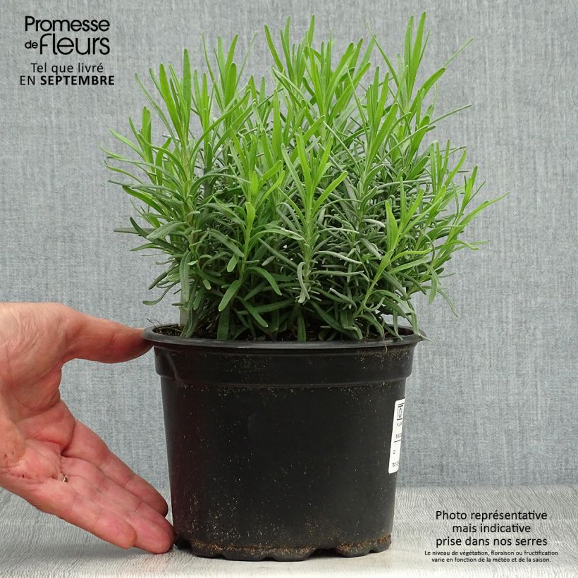 Lavande vraie - Lavandula angustifolia Dwarf Blue en pot de 2L sample as delivered in autumn