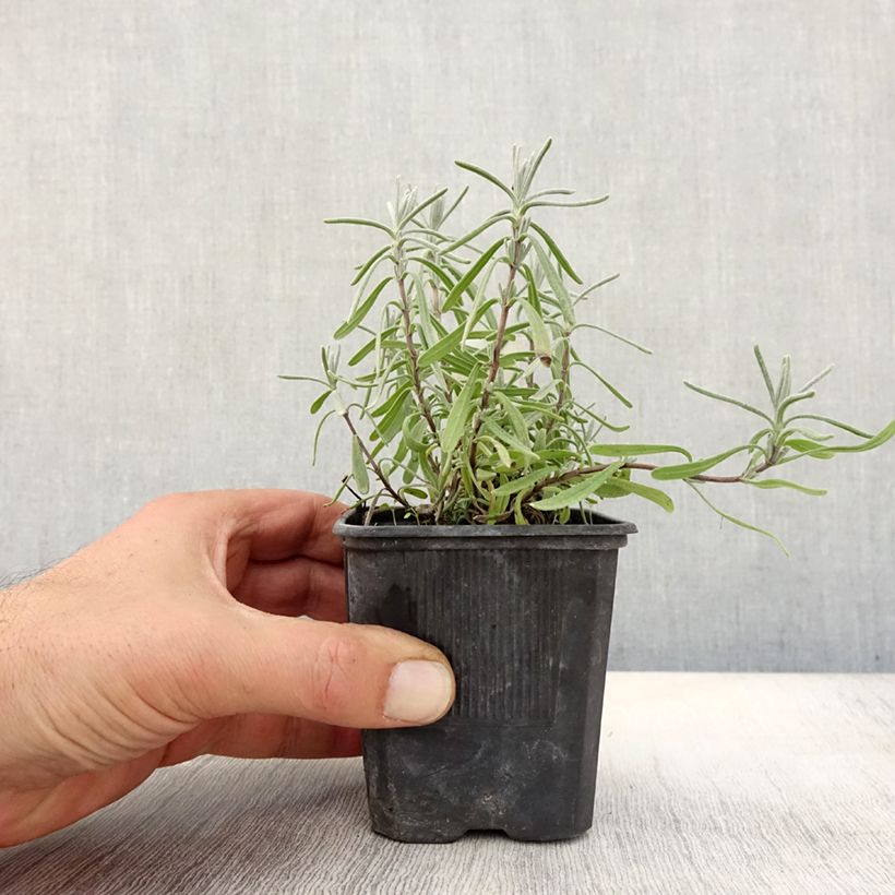 Lavandula angustifolia Hidcote - True Lavender 7/8 cm pot sample as delivered in autumn