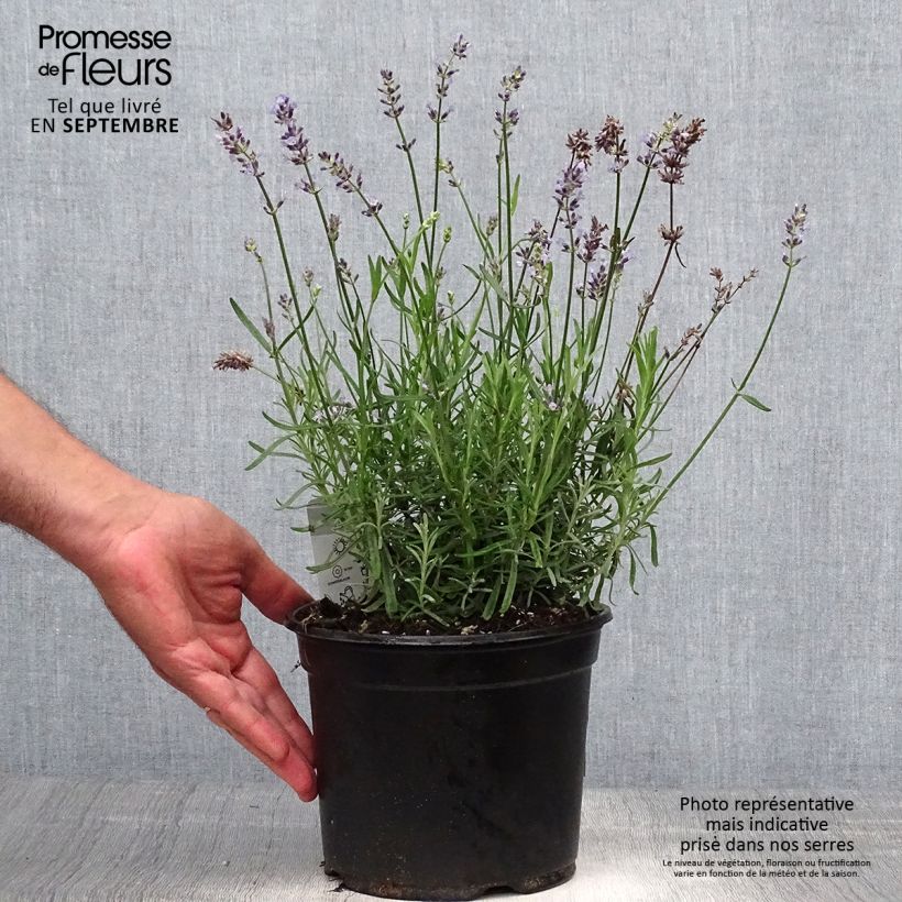 Lavande vraie - Lavandula angustifolia Hidcote en pot de 3L/4L sample as delivered in autumn