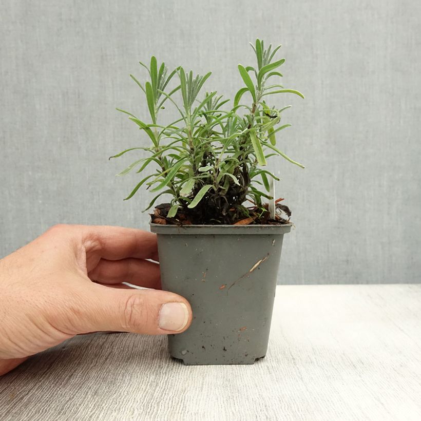 Lavandula angustifolia Middachten - True Lavender 8/9 cm pot sample as delivered in autumn