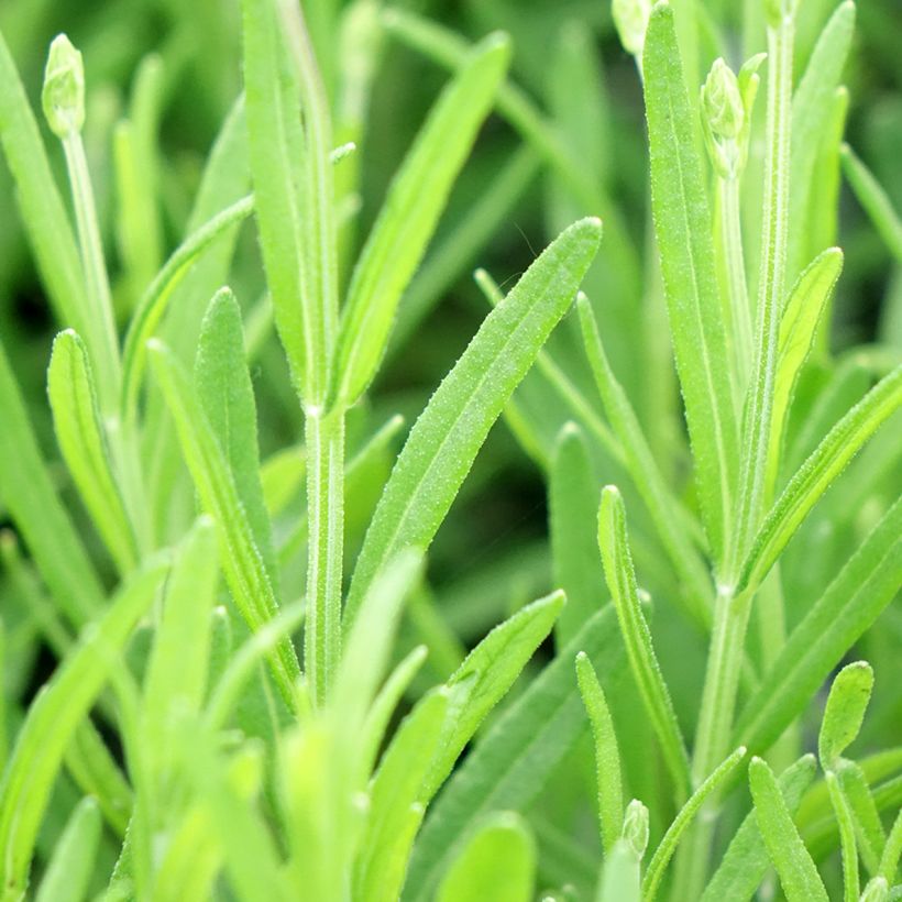 Lavandula angustifolia Middachten - True Lavender (Foliage)
