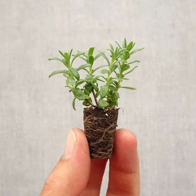Lavandula angustifolia Montagnac Purple - True Lavender Plug plant 1.5/2.5 cm sample as delivered in autumn