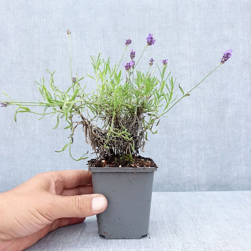 Lavandula angustifolia Twickel Purple - True Lavender 8/9 cm pot sample as delivered in summer