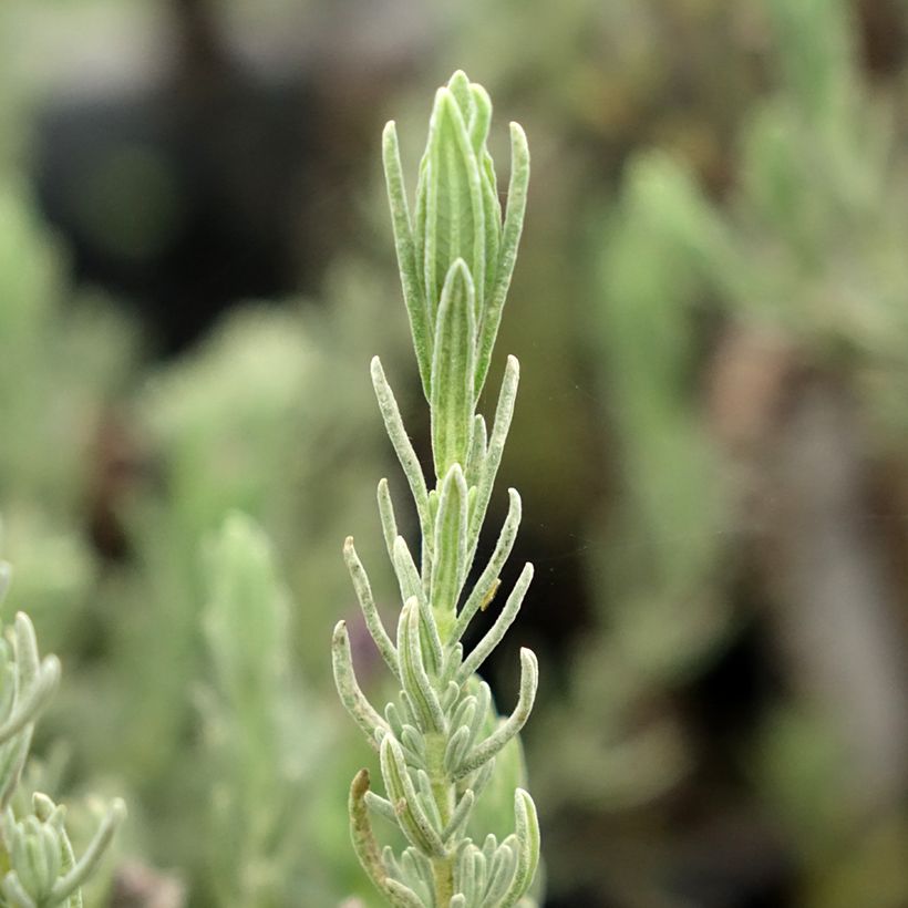Lavandula stoechas Magical Posy Purple - French Lavender (Foliage)