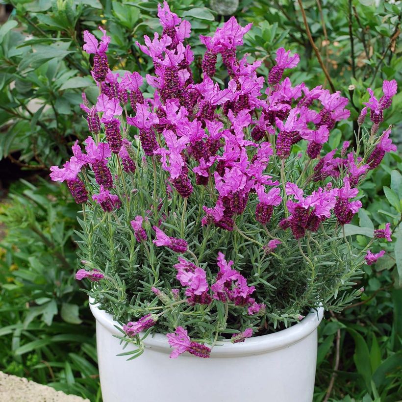 Lavandula stoechas The Princess - French Lavender (Plant habit)