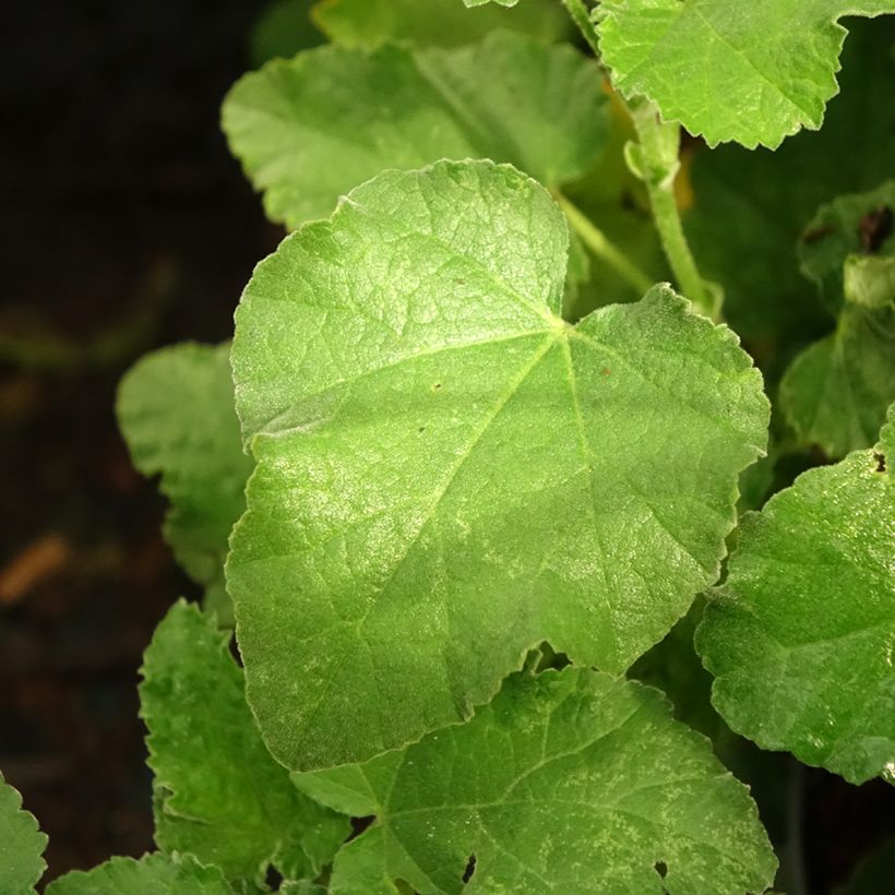 Lavatera CHAMALLOW - Tree mallow (Foliage)