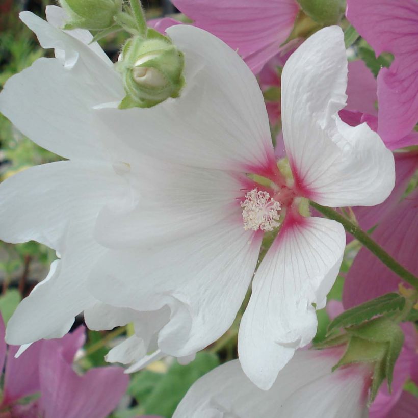 Lavatera Blushing Bride - Tree Mallow (Flowering)