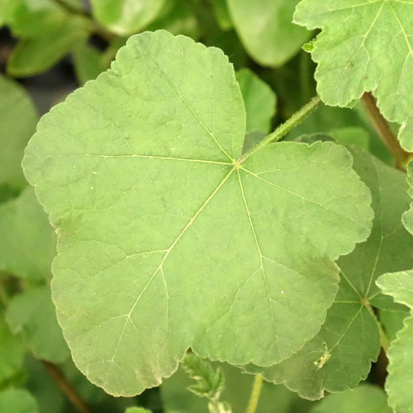 Lavatera olbia Rosea - Tree Mallow (Foliage)