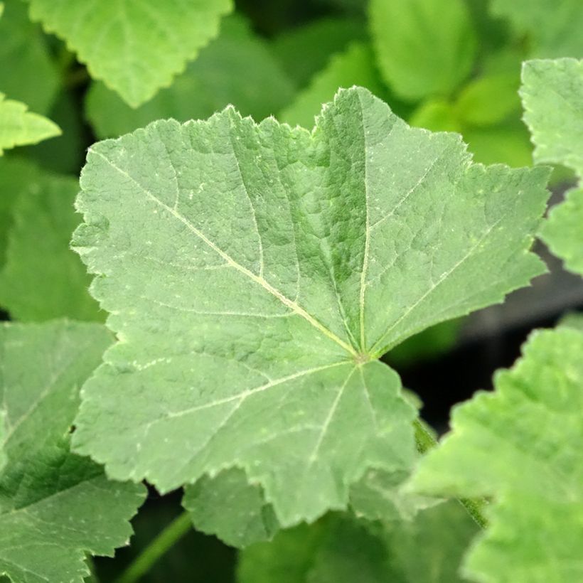 Lavatera White Angel - Tree Mallow (Foliage)