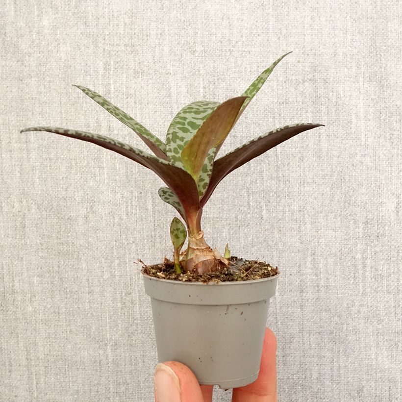 Ledebouria socialis - Silver squill Mini-plante sample as delivered in spring