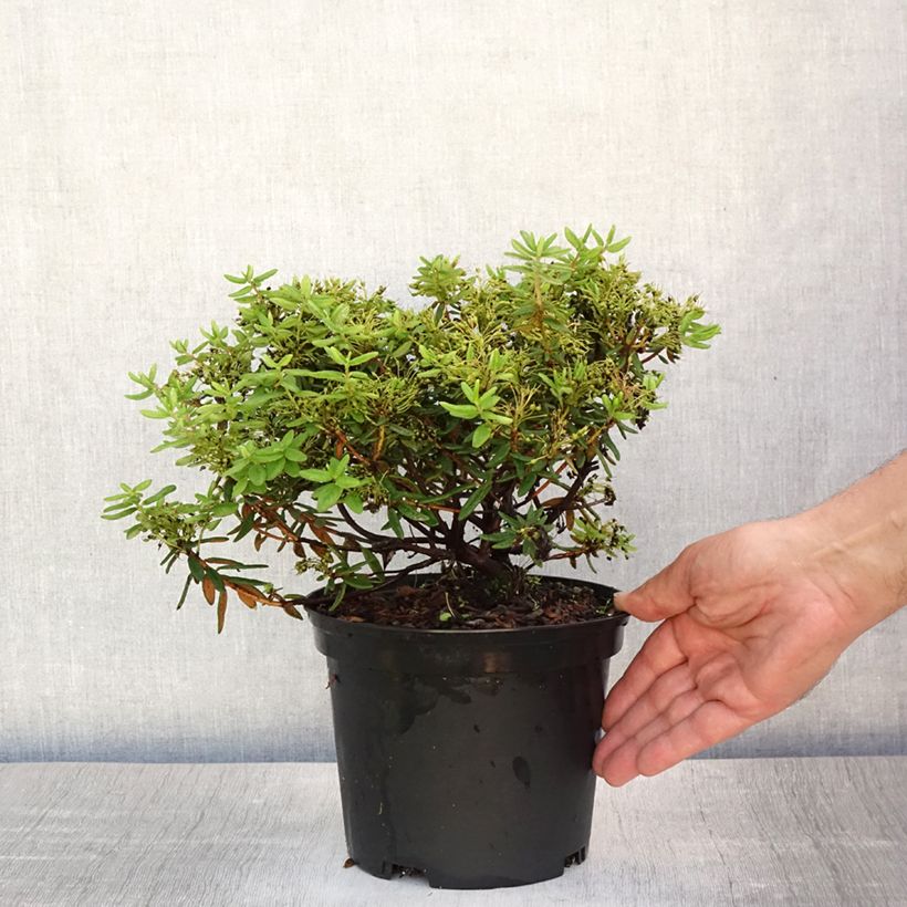Rhododendron groenlandicum Helma 2L/3L potShipped height around 20/30cm sample as delivered in summer