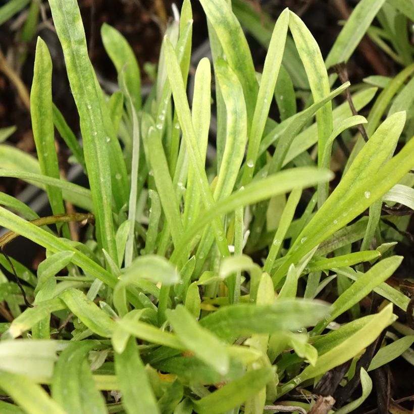 Leontopodium alpinum Blossom of Snow - Edelweiss (Foliage)