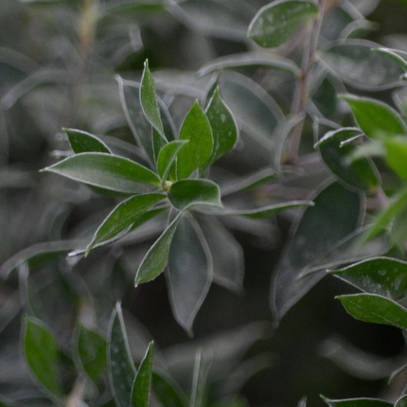 Leptospermum Karo Spectro Bay - Tea-tree (Foliage)