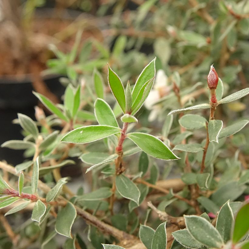 Leptospermum lanigerum Mesmer Eyes - Woolly Tea-tree (Foliage)