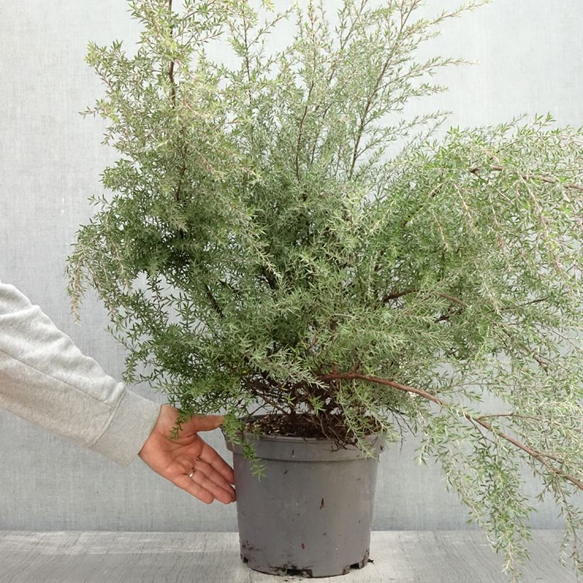 Leptospermum scoparium Martini - Tea-tree 7.5L/10L pot sample as delivered in autumn