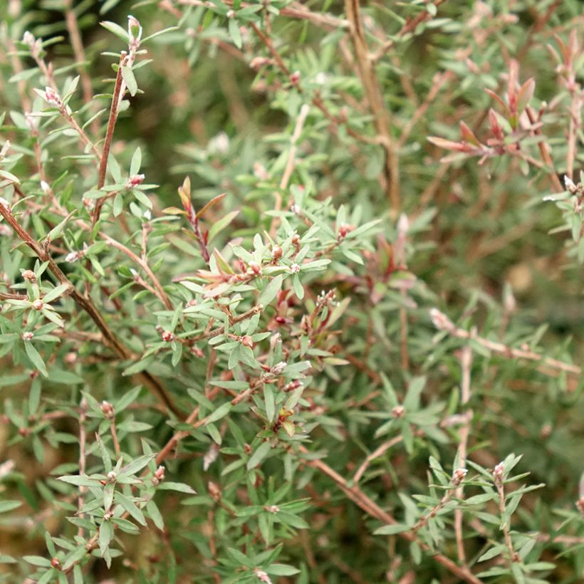 Leptospermum scoparium Nanum Kiwi - Tea-tree (Foliage)